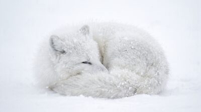 Arctic Fox Snowstorm Desktop Wallpaper